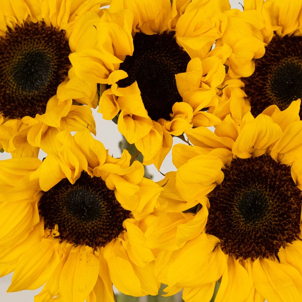 Vincent Choice Sunflowers