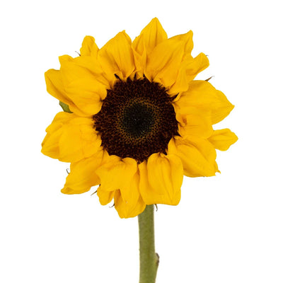 Vincent Choice Sunflowers