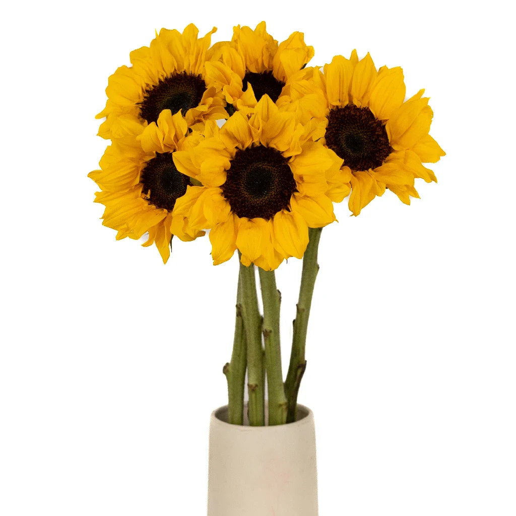 Vincent Choice Sunflowers