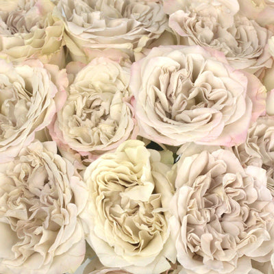 Ivory Gray Pastel Westminster Abbey Roses