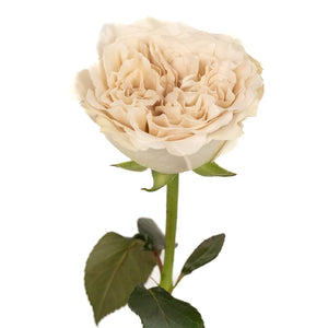 Ivory Gray Pastel Westminster Abbey Roses