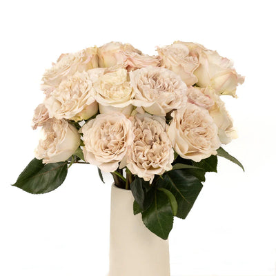 Ivory Gray Pastel Westminster Abbey Roses