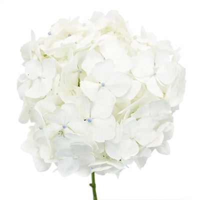 White Hydrangea Flower