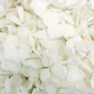 White Hydrangea Flower