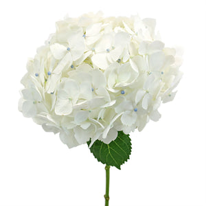 White Hydrangea Flower
