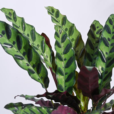 Calathea Rattlesnake Plant
