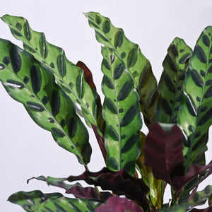 Calathea Rattlesnake Plant