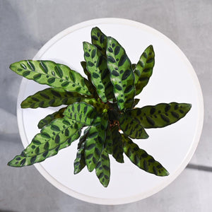 Calathea Rattlesnake Plant