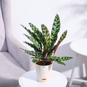 Calathea Rattlesnake Plant