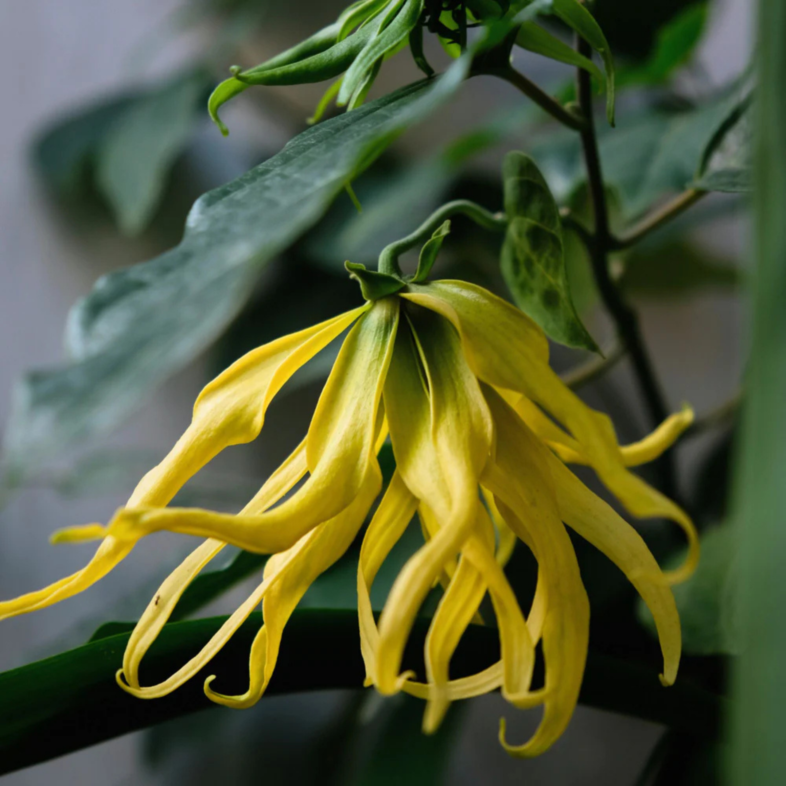MR Langi Langi / Ylang Ylang (Cananga odorata) Rare Highly Fragrant Flowering Live Plant - view 4