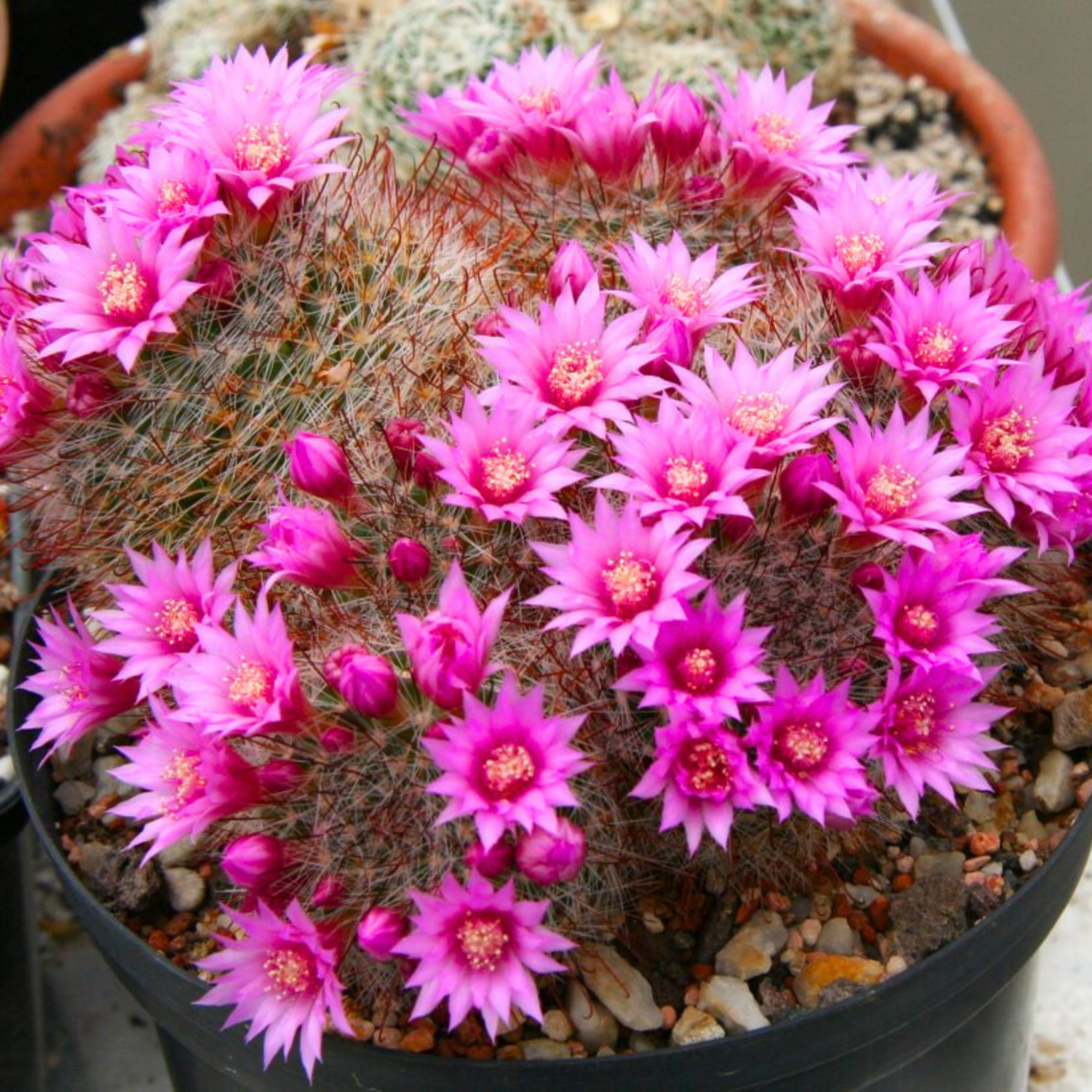 DZ Mammillaria Zeilmanniana Cactus - view 3
