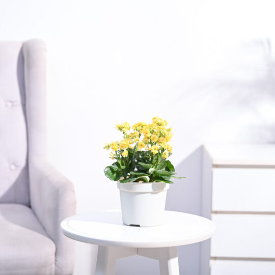 Ugaoo Kalanchoe Plant - Yellow - view 2