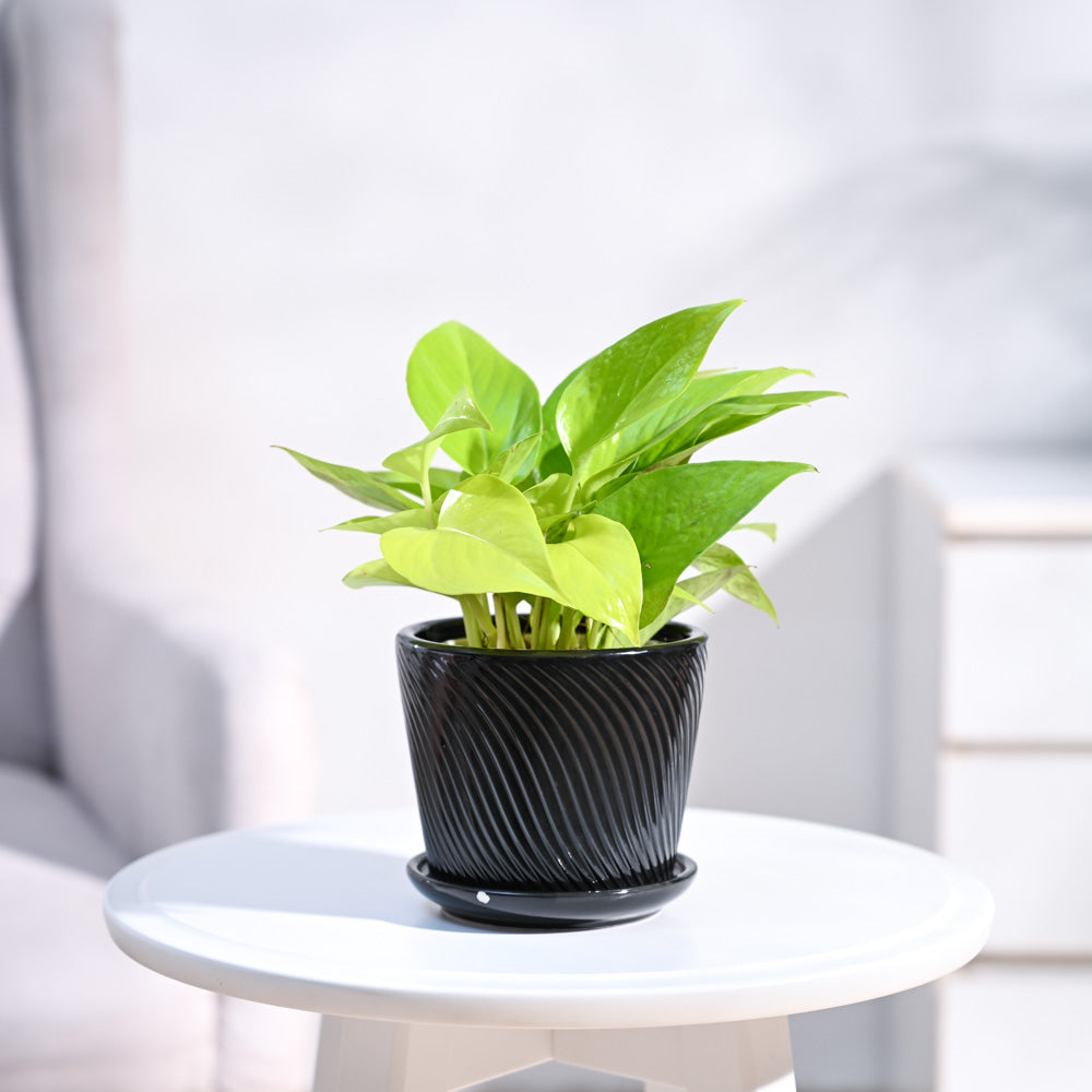 Ugaoo Money Plant Golden - view 33