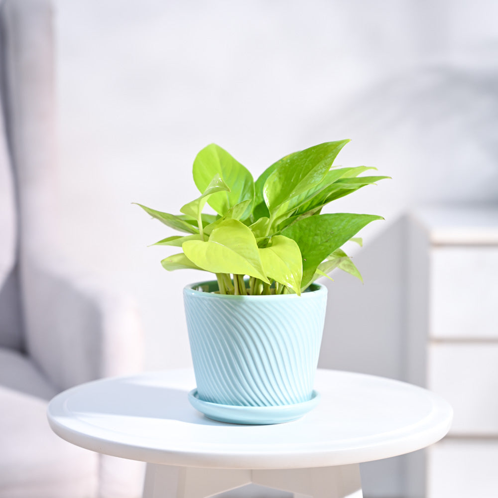 Ugaoo Money Plant Golden - view 25