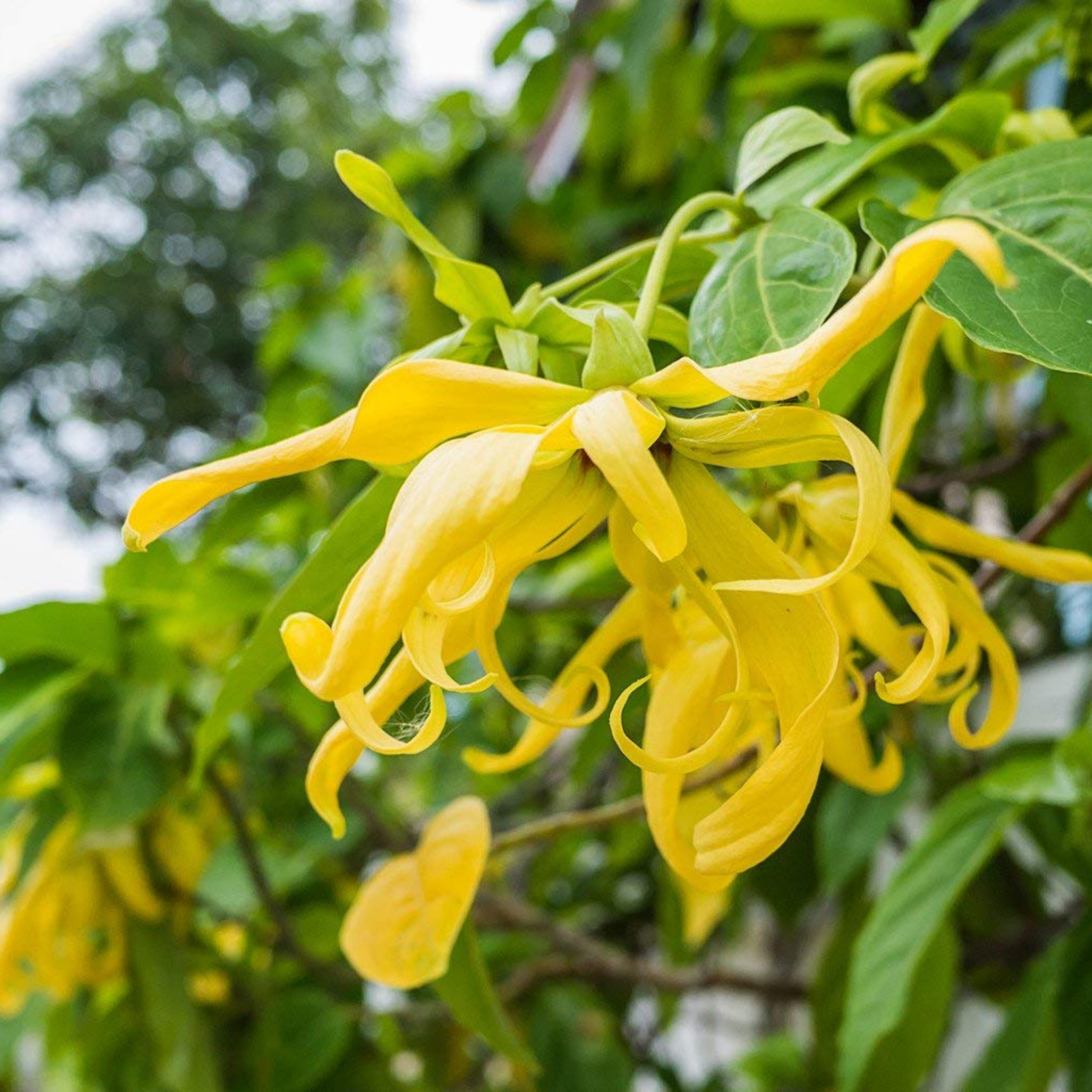 MR Langi Langi / Ylang Ylang (Cananga odorata) Rare Highly Fragrant Flowering Live Plant - view 5