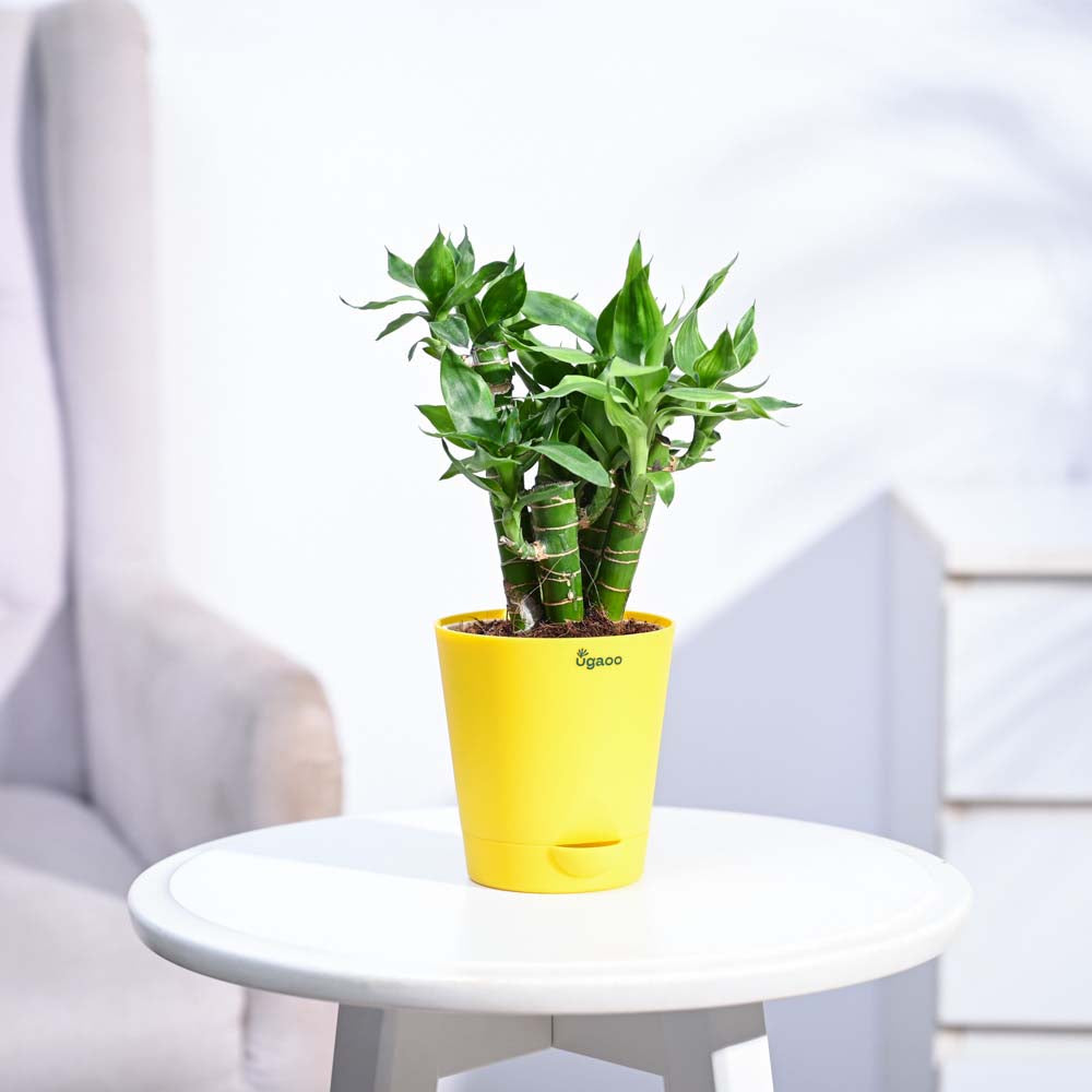 Ugaoo Lotus Lucky Bamboo 5 Sticks - view 23