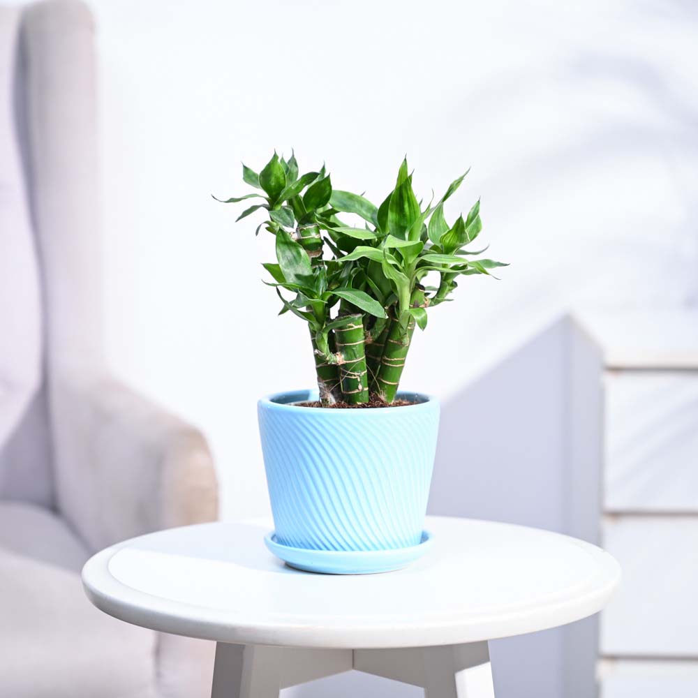 Ugaoo Lotus Lucky Bamboo 5 Sticks - view 176