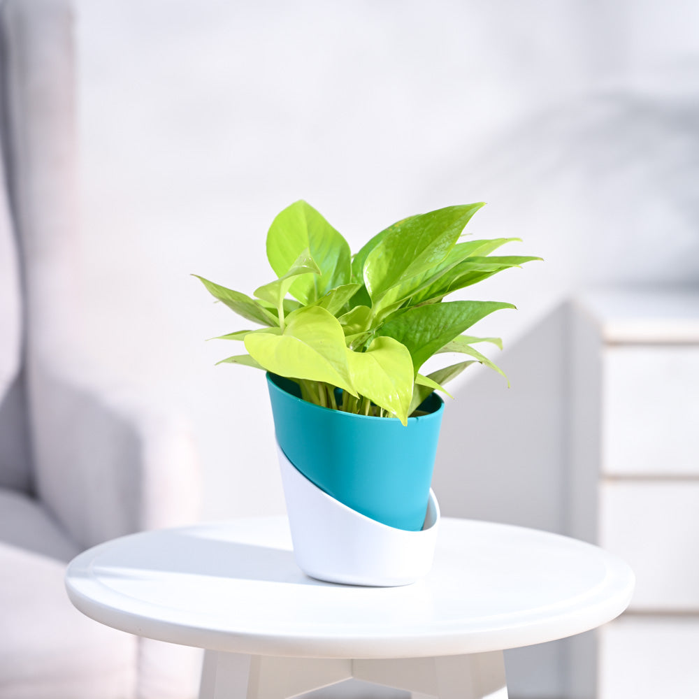 Ugaoo Money Plant Golden - view 17