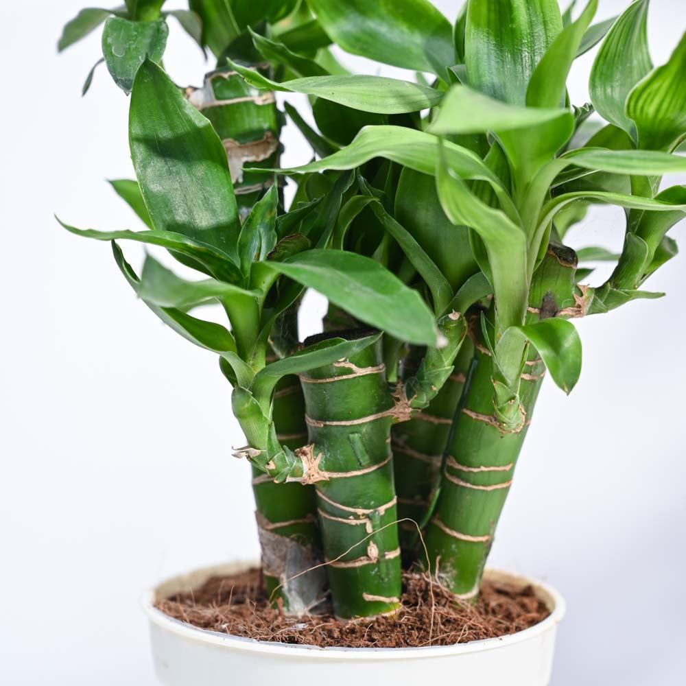Ugaoo Lotus Lucky Bamboo 5 Sticks - view 166