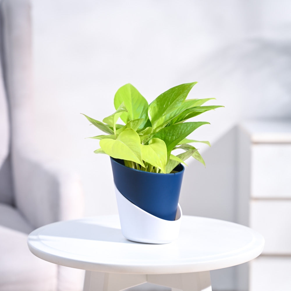 Ugaoo Money Plant Golden - view 5