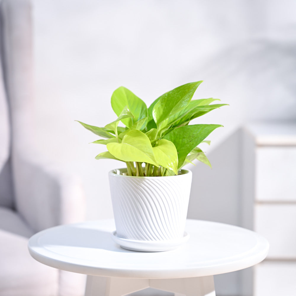 Ugaoo Money Plant Golden - view 41