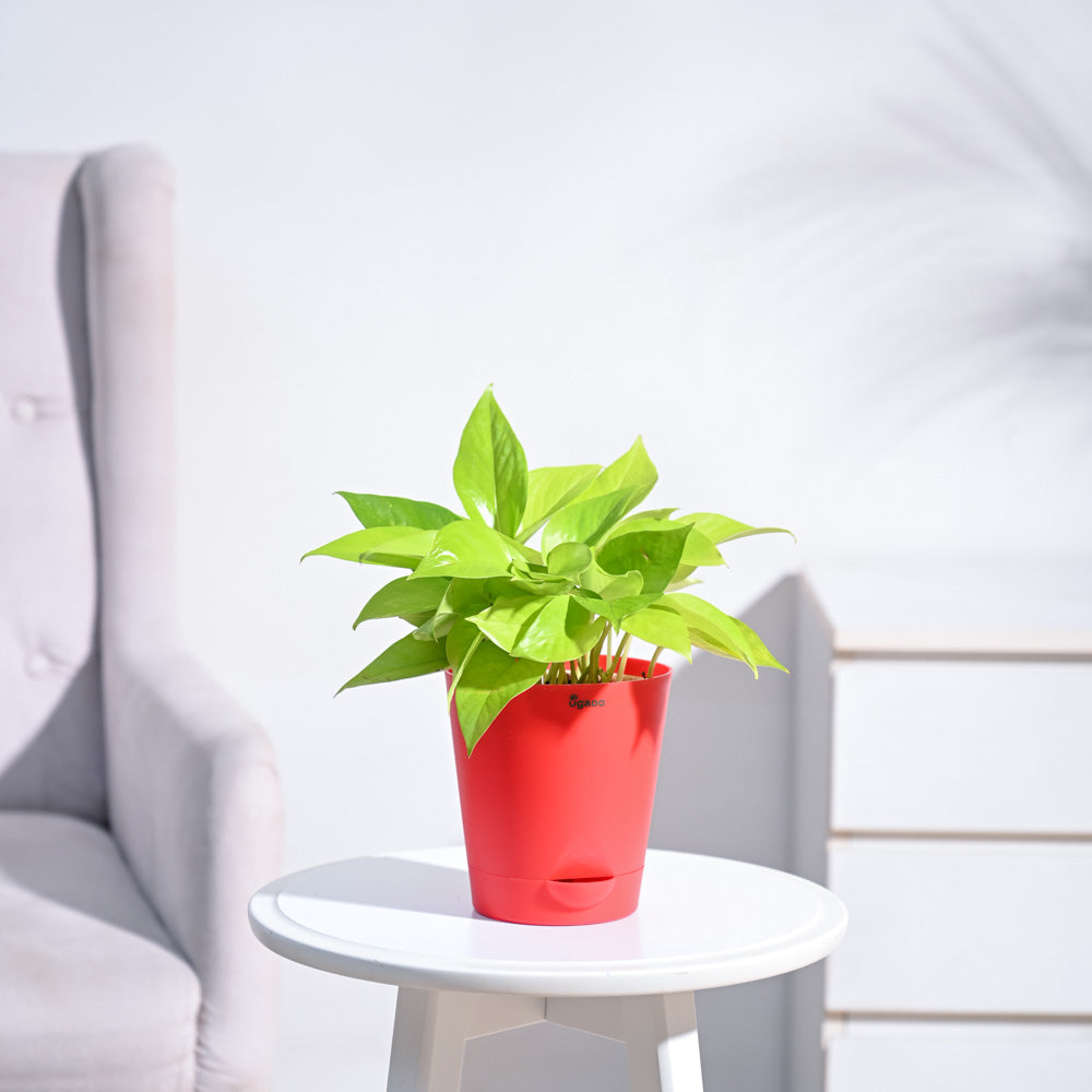 Ugaoo Money Plant Golden - view 98
