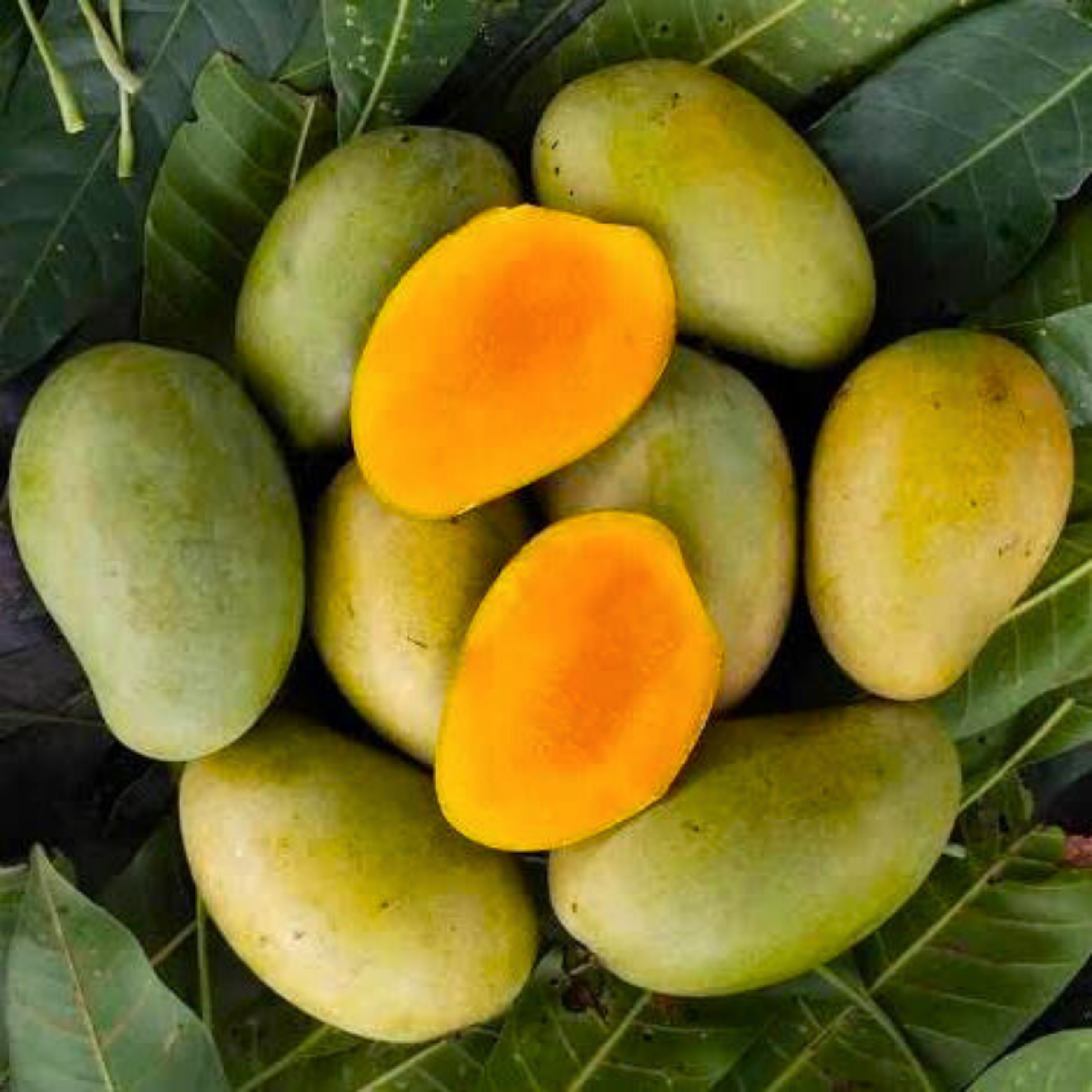 VL Amrapali Mango Grafted Live Plant - view 3