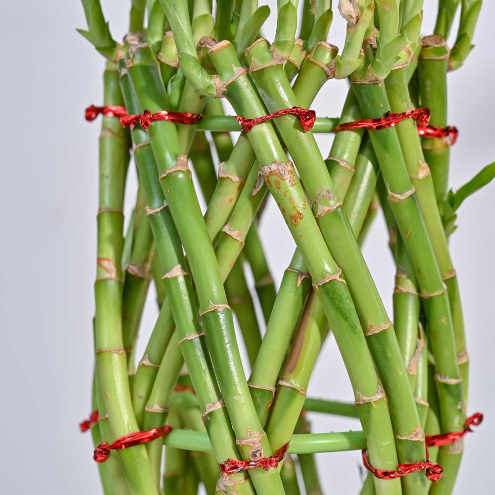 Ugaoo Pineapple Lucky Bamboo Plant - view 3