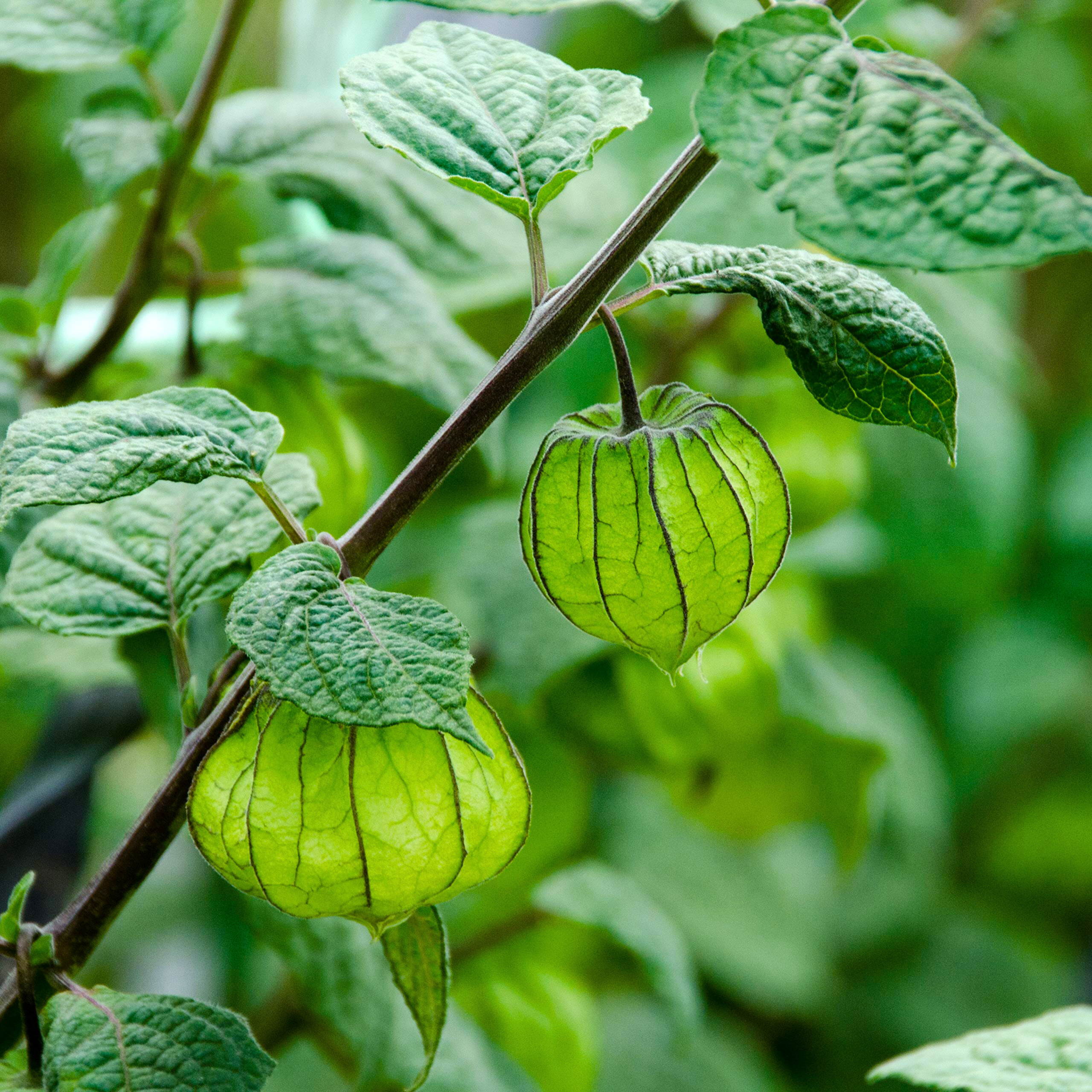 MR Golden Berry / Cape Gooseberry (Physalis peruviana) Rare Fruit Live Plant - view 6