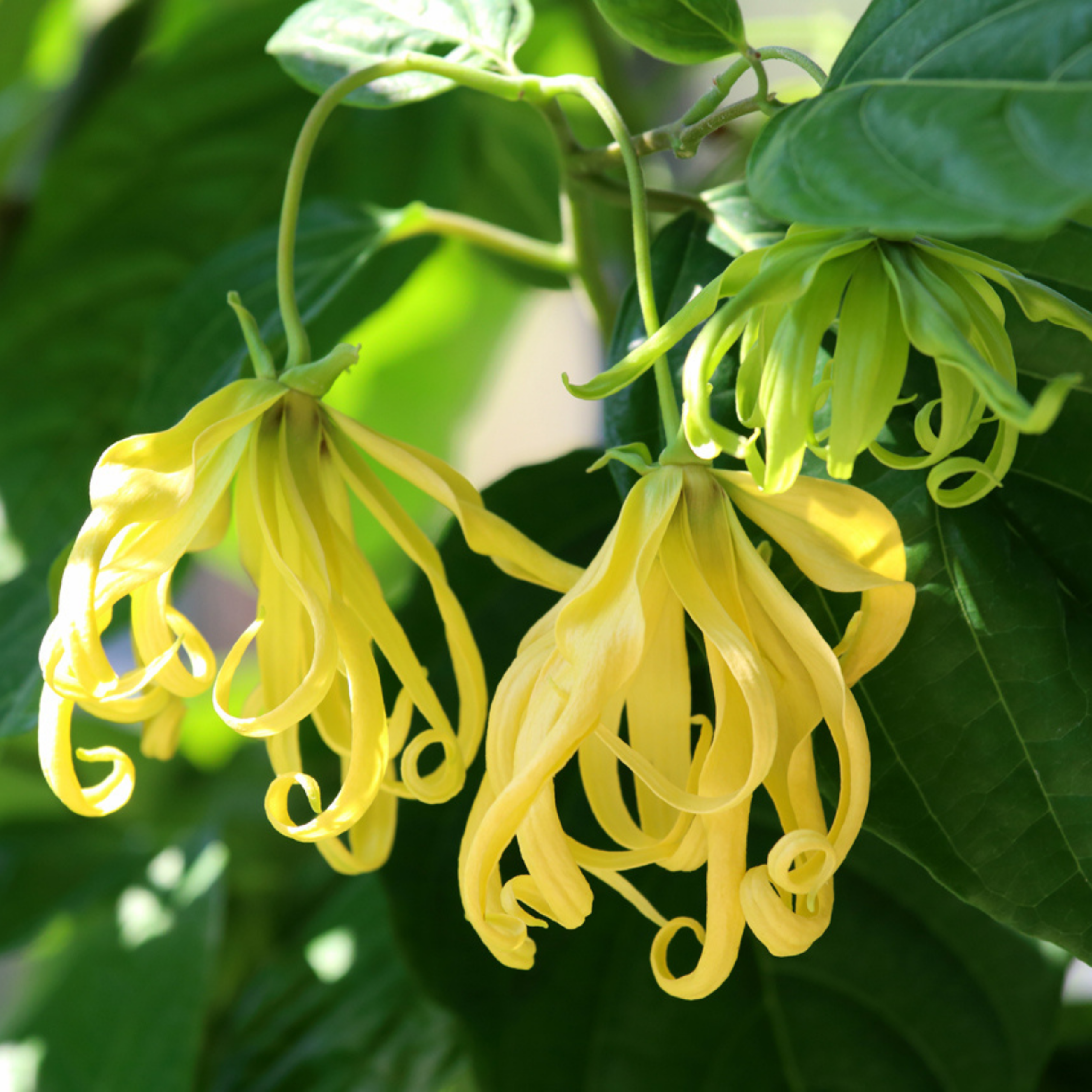 MR Langi Langi / Ylang Ylang (Cananga odorata) Rare Highly Fragrant Flowering Live Plant - view 3