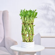 Ugaoo Pineapple Lucky Bamboo Plant