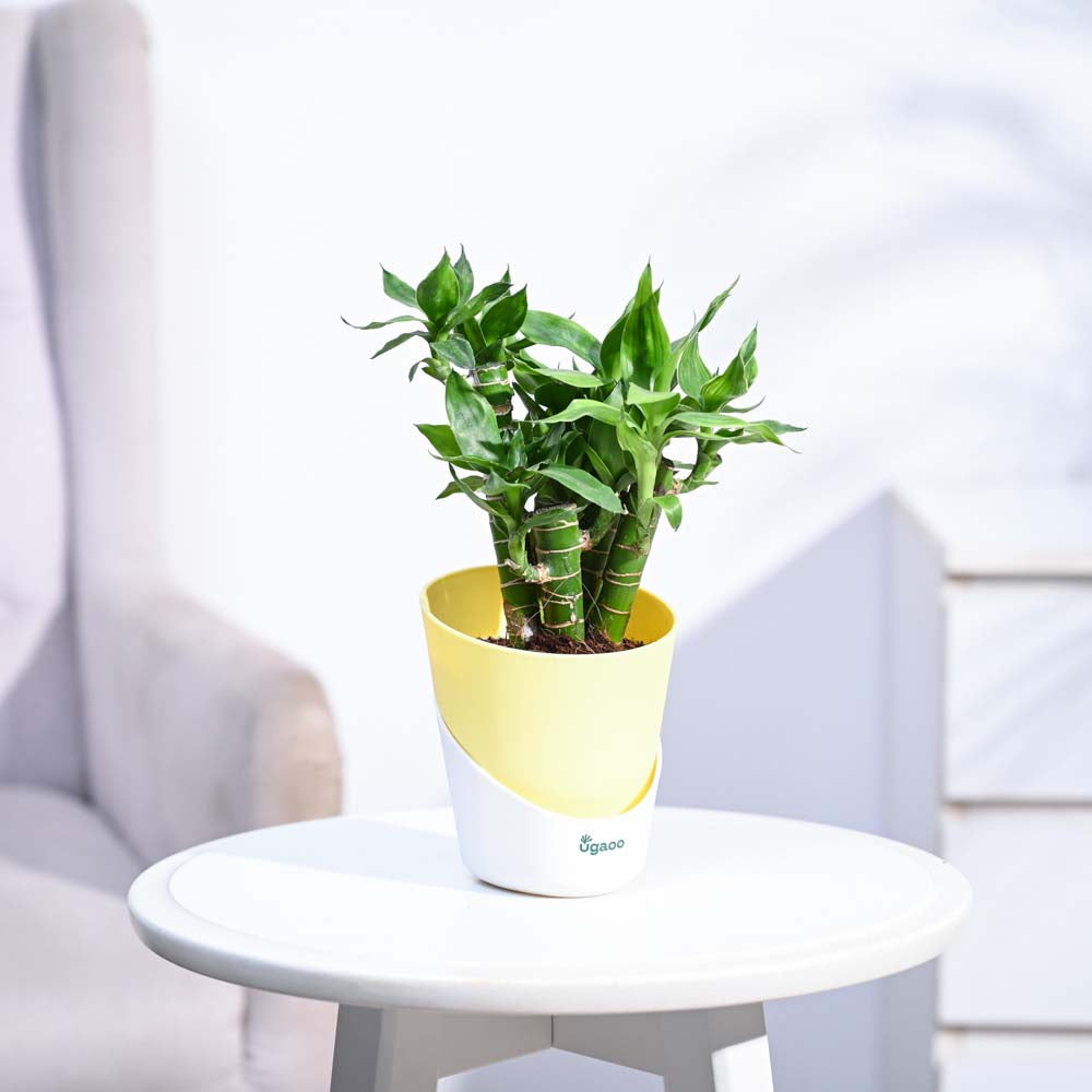 Ugaoo Lotus Lucky Bamboo 5 Sticks - view 51
