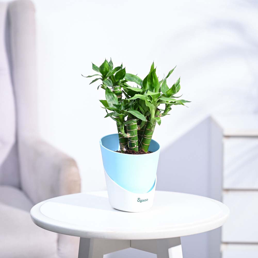 Ugaoo Lotus Lucky Bamboo 5 Sticks - view 78