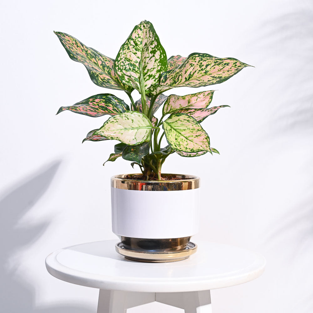 Ugaoo Aurelius Round Ceramic Pot - view 11