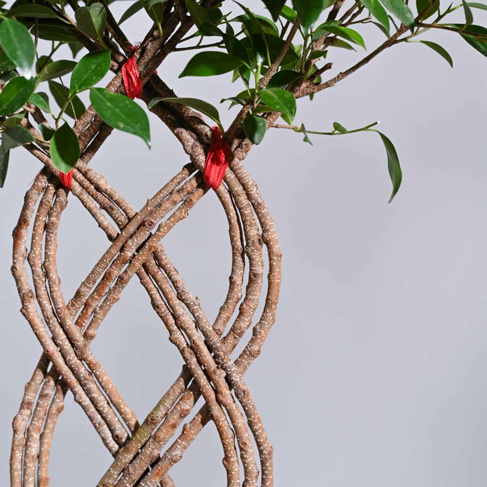 Ugaoo Ficus Netted Microcarpa - view 5