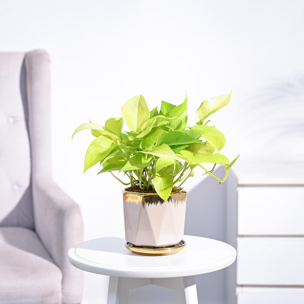Ugaoo Money Plant Golden - view 138