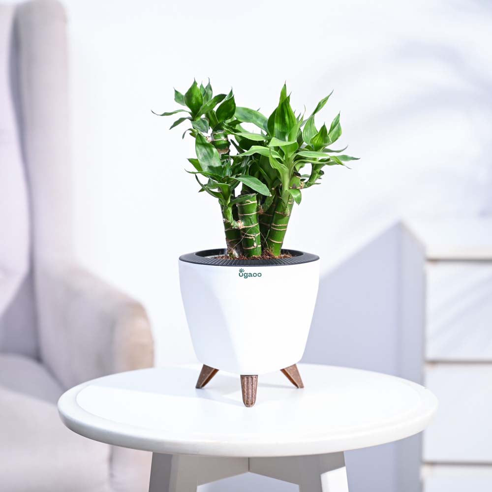 Ugaoo Lotus Lucky Bamboo 5 Sticks - view 92
