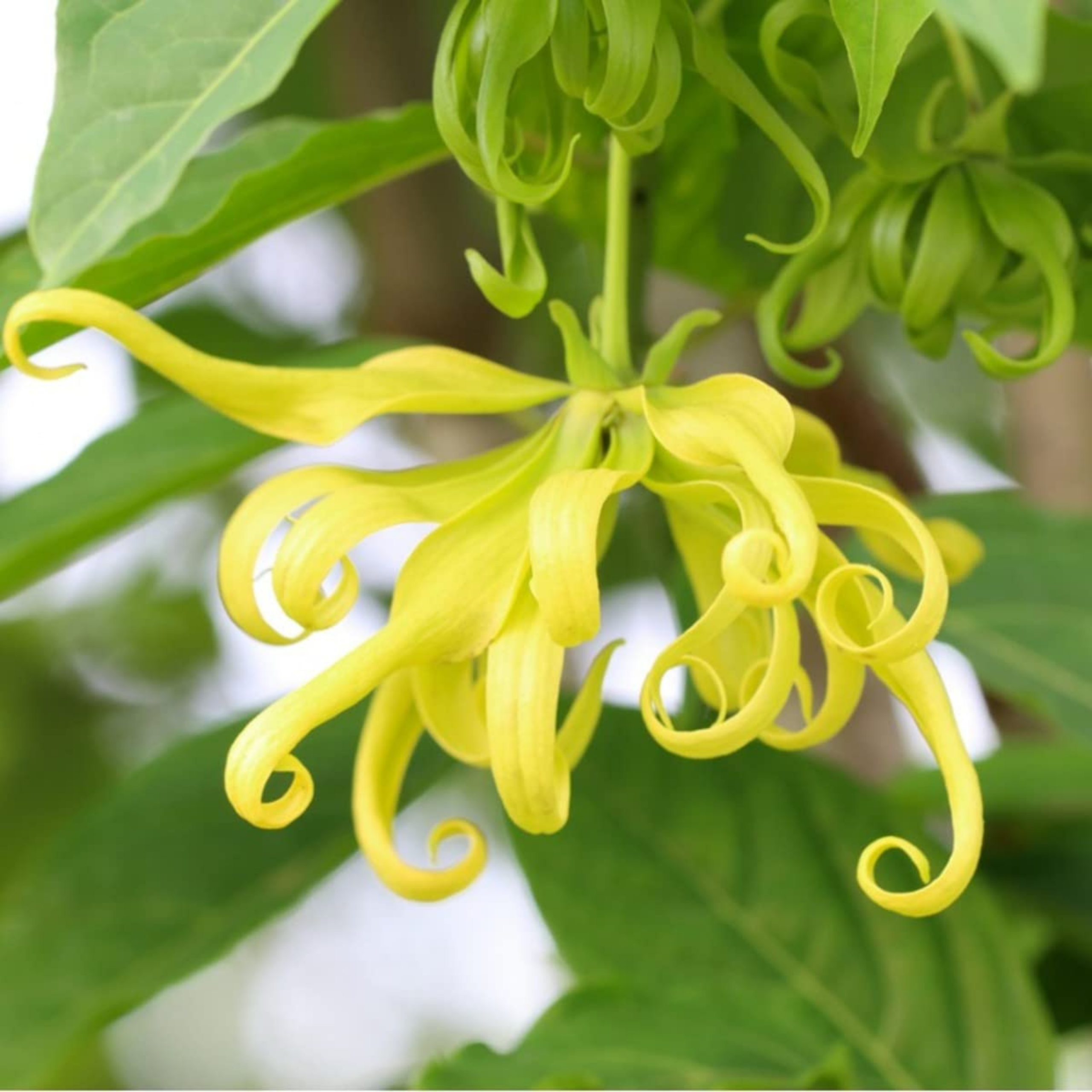 MR Langi Langi / Ylang Ylang (Cananga odorata) Rare Highly Fragrant Flowering Live Plant - view 6
