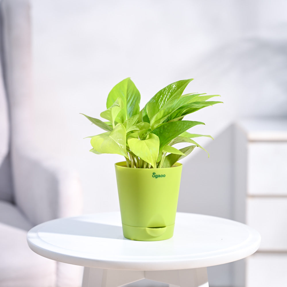Ugaoo Money Plant Golden - view 59