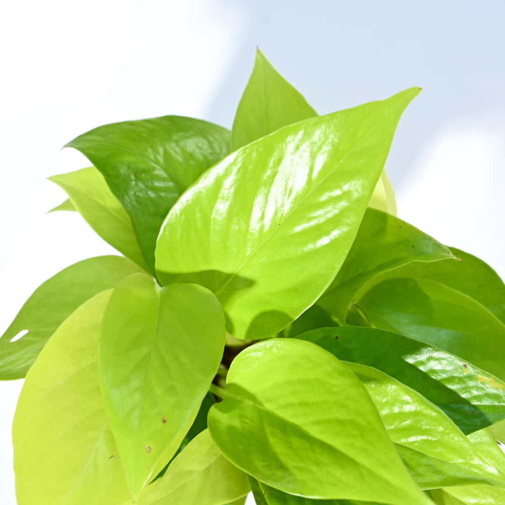 Ugaoo Money Plant Golden - view 7