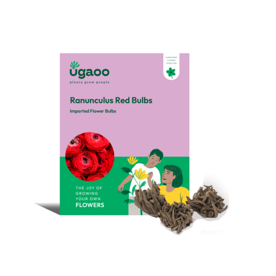 Ugaoo Ranunculus Red Bulbs