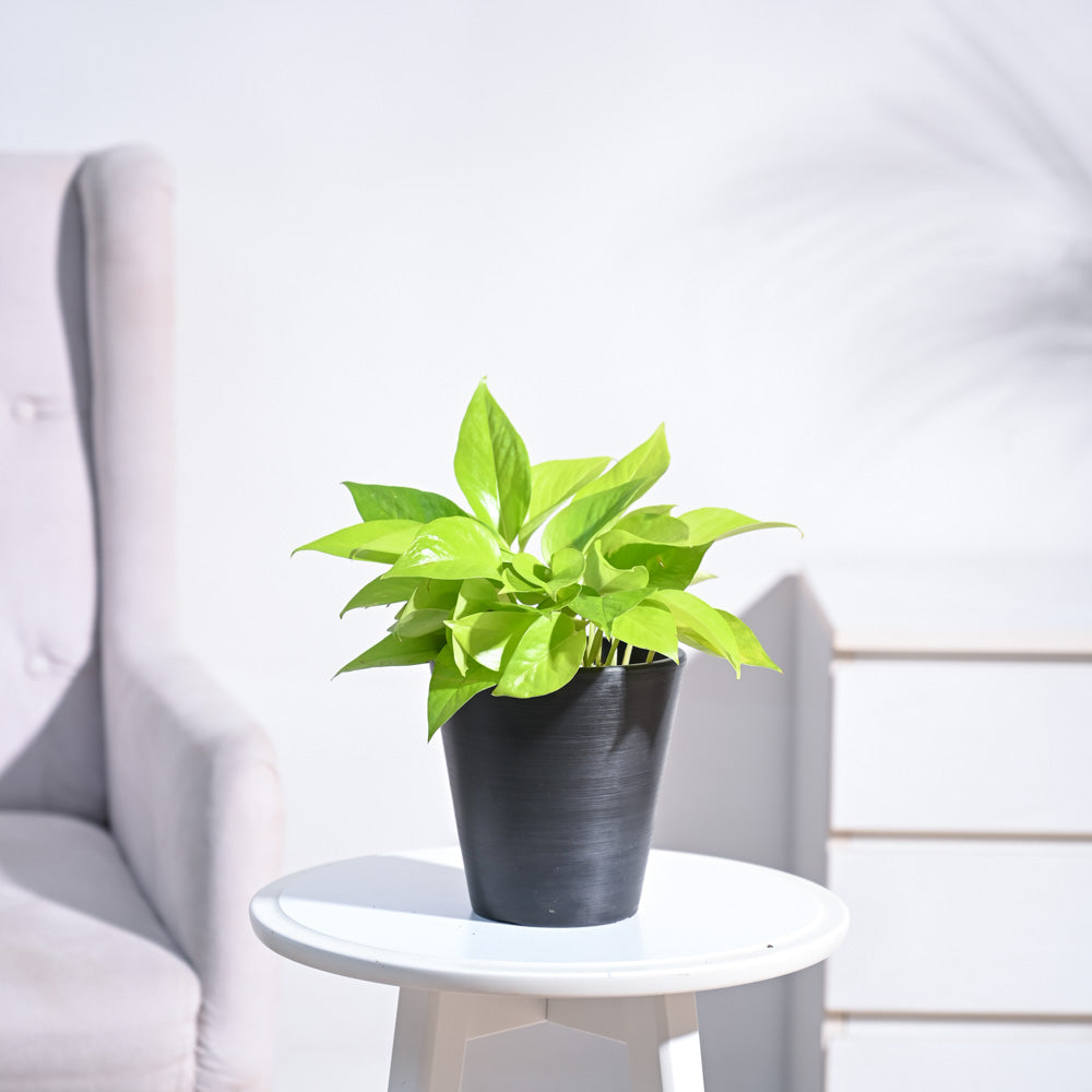 Ugaoo Money Plant Golden - view 118