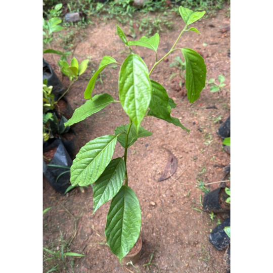 MR Langi Langi / Ylang Ylang (Cananga odorata) Rare Highly Fragrant Flowering Live Plant - view 2