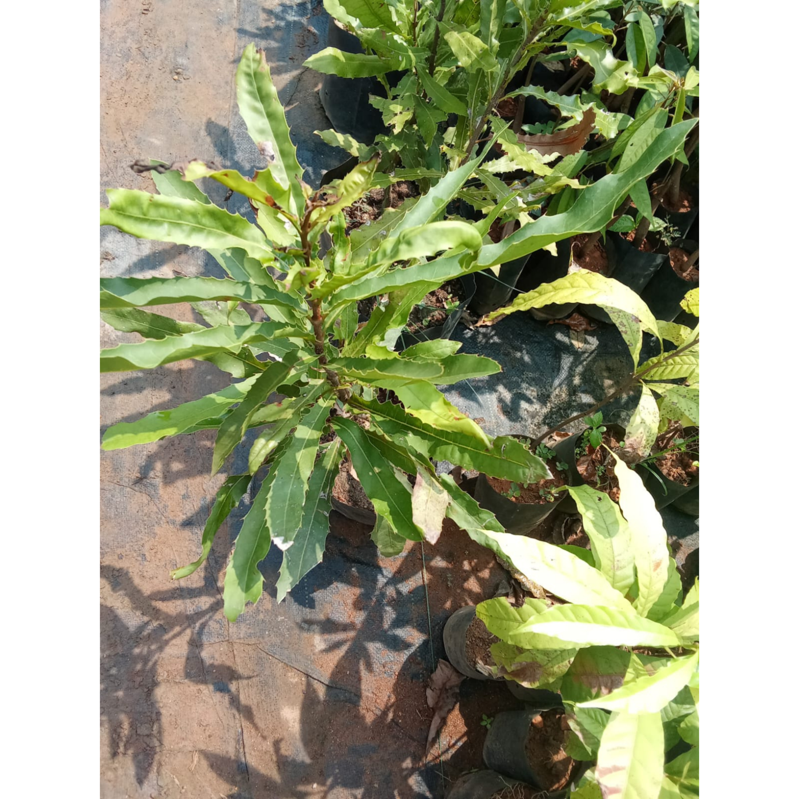 MR Macadamia Nut Fruit Live Plant - view 2