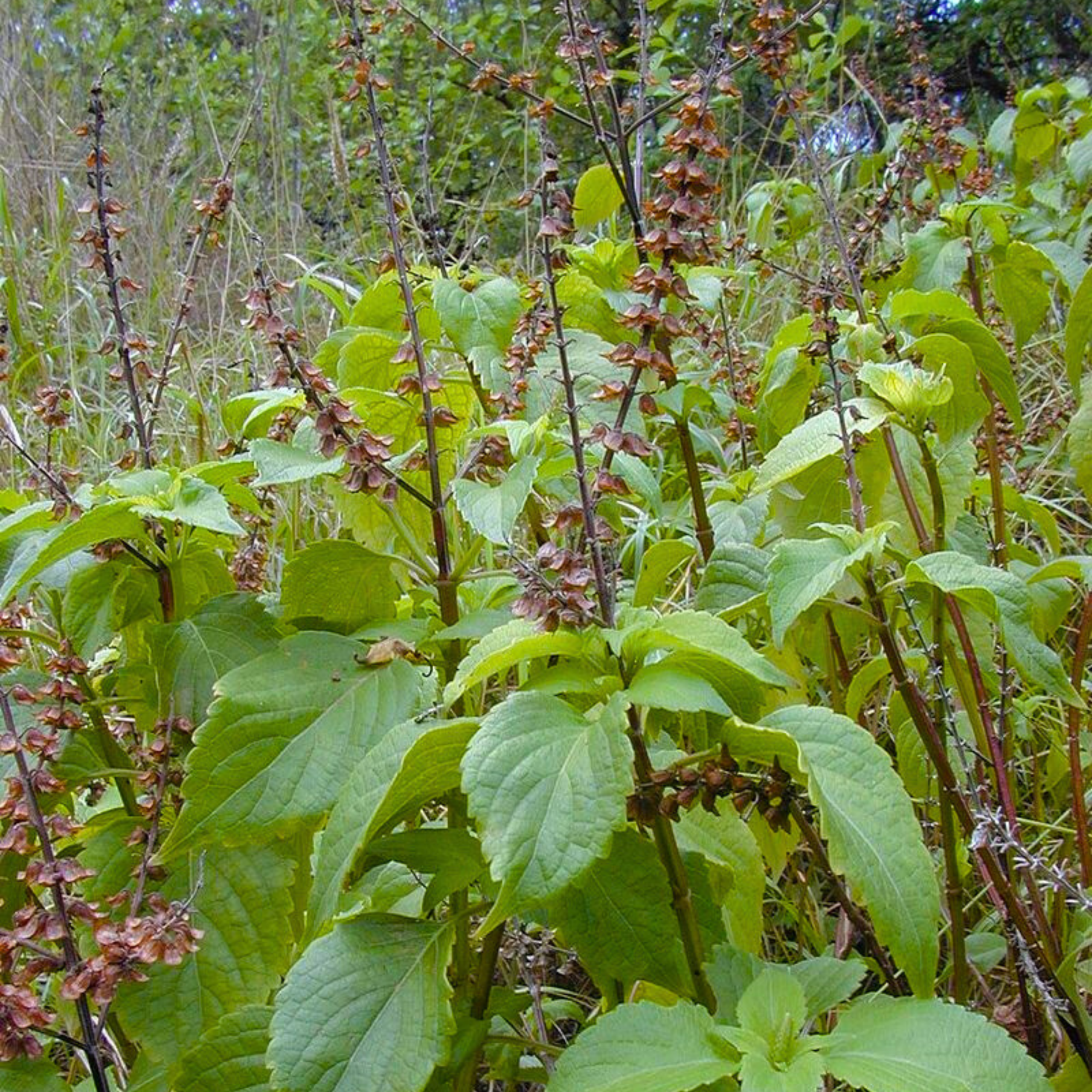 DZ kattu Tulsi / Wild Tulsi (Ocimum gratissimum) Medicinal Live Plant