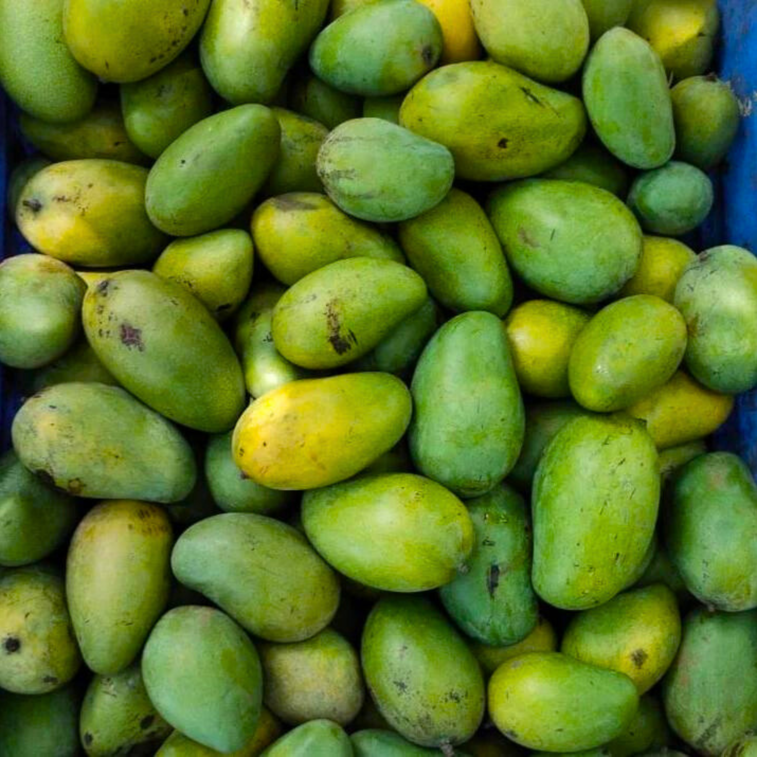 VL Amrapali Mango Grafted Live Plant - view 2
