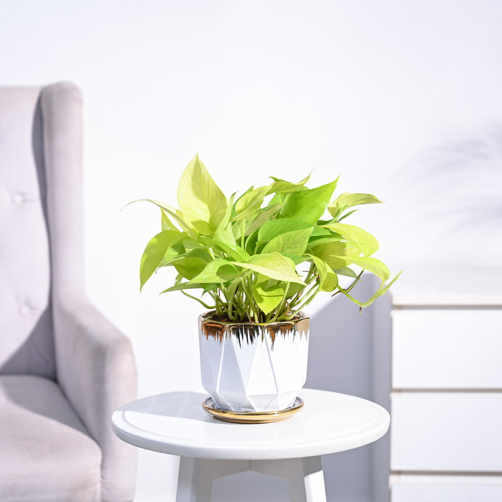 Ugaoo Money Plant Golden - view 142