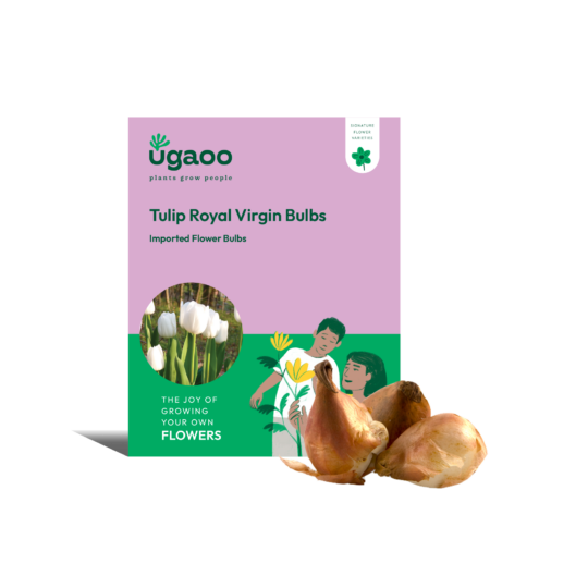 Ugaoo Tulip Royal Virgin Bulbs