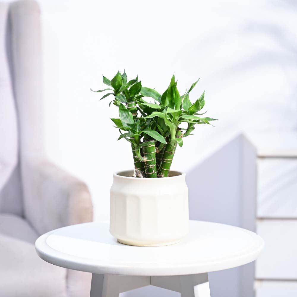 Ugaoo Lotus Lucky Bamboo 5 Sticks - view 197