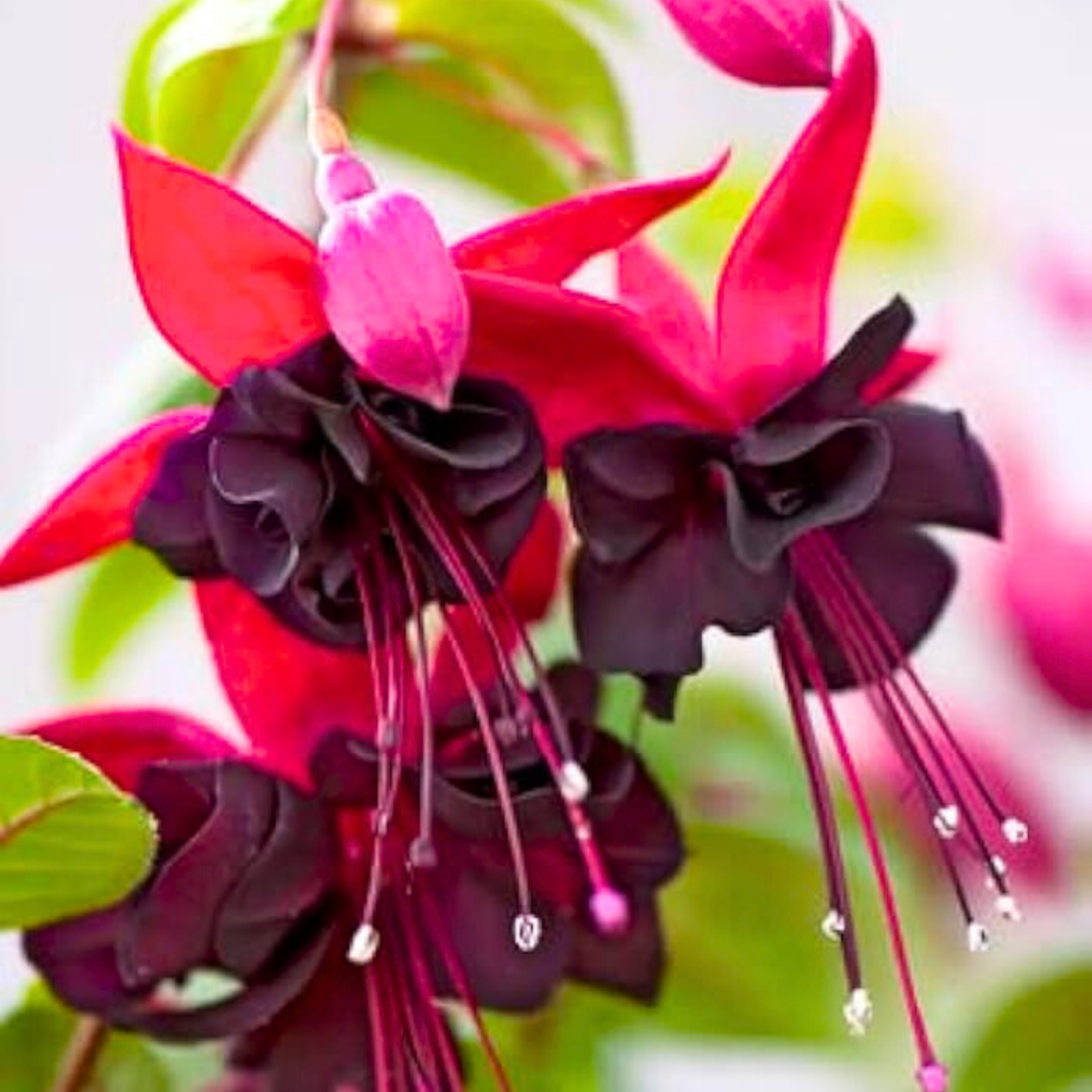 MR Fuchsia Magenta (Fuchsia magellanica) Rare All Time Flowering Live Plant - view 4